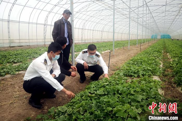 探秘香港餐桌“必備菜品”：來自明星產(chǎn)區(qū)的“寧夏菜心”