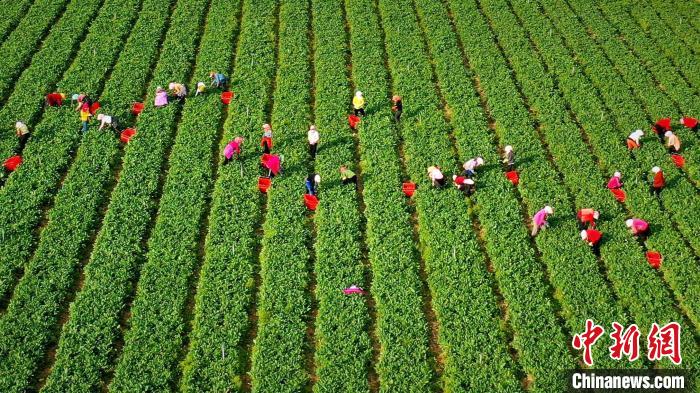 資料圖為2019年8月18日，原州區(qū)冷涼蔬菜基地內(nèi)，工人們正在采摘蔬菜?！≡輩^(qū)委宣傳部供圖 攝