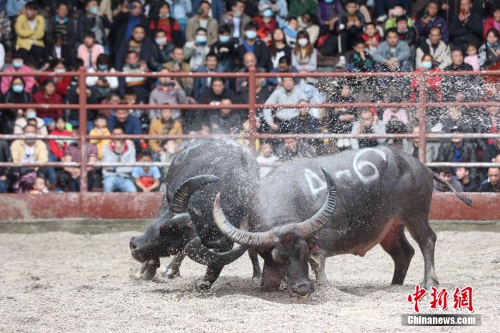 滇黔桂斗牛齊聚廣西侗鄉(xiāng)三江爭(zhēng)奪“牛王”