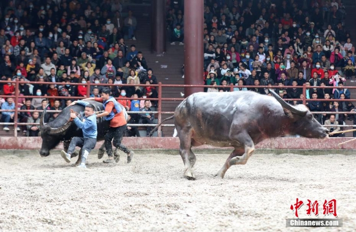 滇黔桂斗牛齊聚廣西侗鄉(xiāng)三江爭(zhēng)奪“牛王”