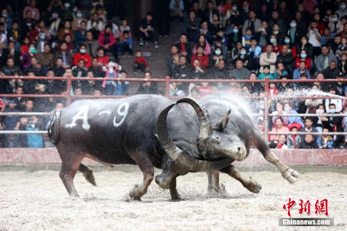 滇黔桂斗牛齊聚廣西侗鄉(xiāng)三江爭(zhēng)奪“牛王”