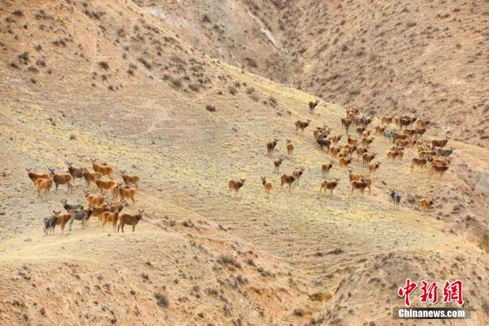 難得一見！祁連山下野生動物“組團”出道擺造型