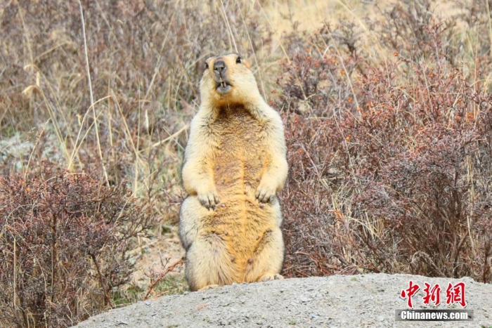 難得一見！祁連山下野生動物“組團”出道擺造型