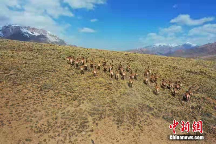 難得一見！祁連山下野生動物“組團”出道擺造型