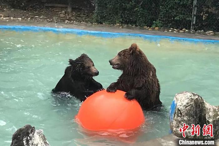 大黑熊戲水?！〕啥紕游飯@供圖