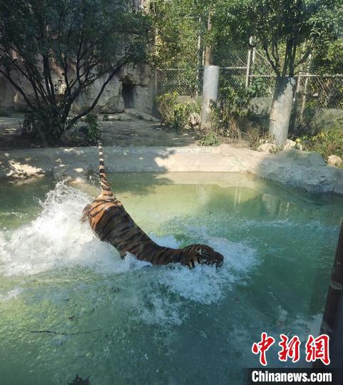 大老虎戲水。　成都動物園供圖