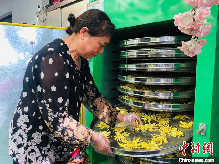 工人在烘干香水蓮花制作花茶 車建民 攝