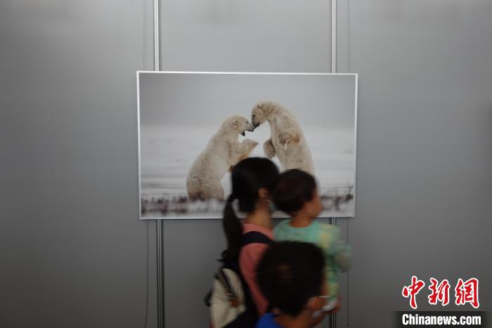 觀眾走過國家動物博物館內(nèi)一幅動物攝影作品 郝凌宇 攝