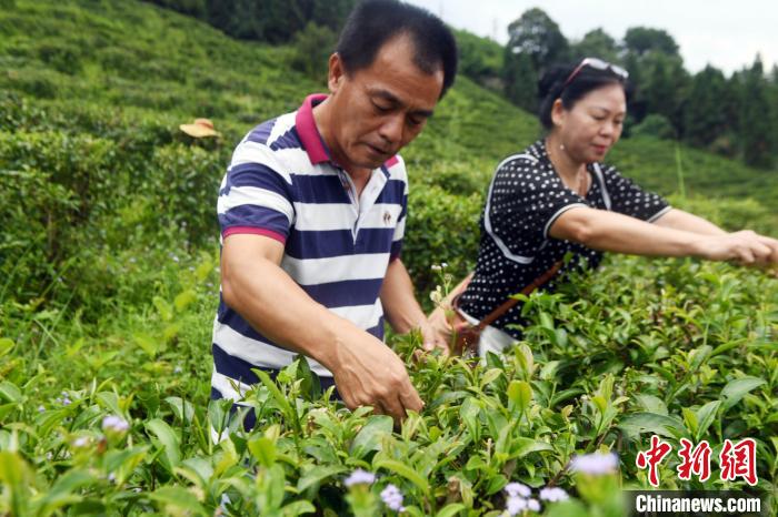 楊旻倫與妻子賴?yán)蚍荚诓枞~種植基地采摘茶葉?！∈Y雪林 攝