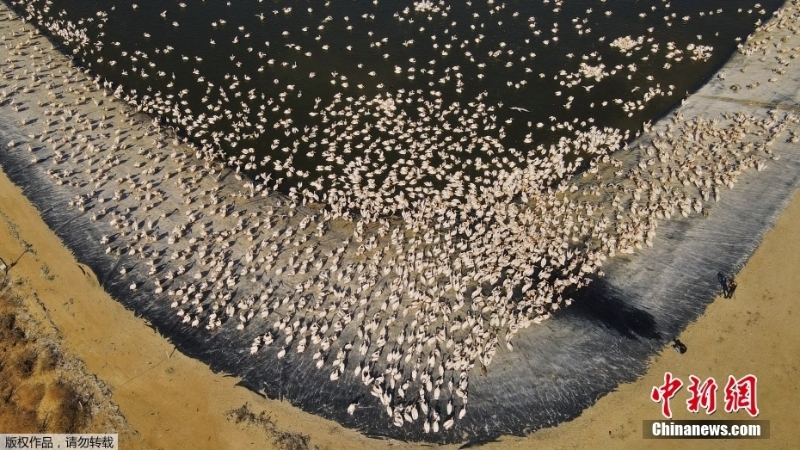 白鵜鶘蜂擁以色列水庫(kù)過(guò)冬 養(yǎng)魚(yú)戶為此頭疼不已