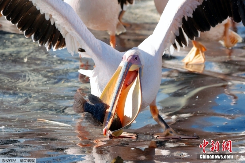 白鵜鶘蜂擁以色列水庫(kù)過(guò)冬 養(yǎng)魚(yú)戶為此頭疼不已