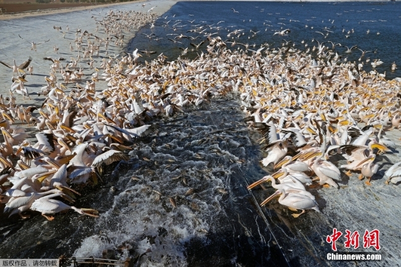 白鵜鶘蜂擁以色列水庫(kù)過(guò)冬 養(yǎng)魚(yú)戶為此頭疼不已