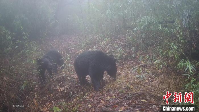 兩只黑熊在鏡頭前嬉戲打鬧。　大熊貓國(guó)家公園大邑管護(hù)總站供圖