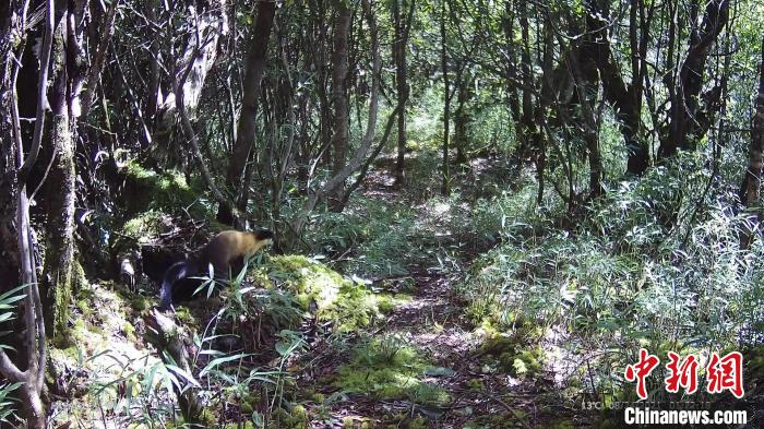 黃喉貂在林中悠閑散步。　大熊貓國(guó)家公園大邑管護(hù)總站供圖