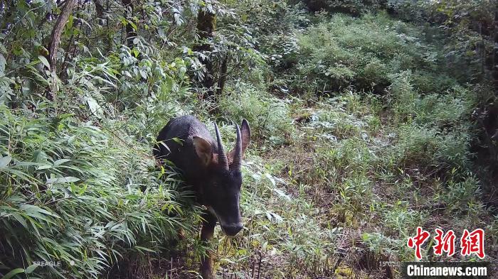 羚羊在林中覓食?！〈笮茇垏?guó)家公園大邑管護(hù)總站供圖