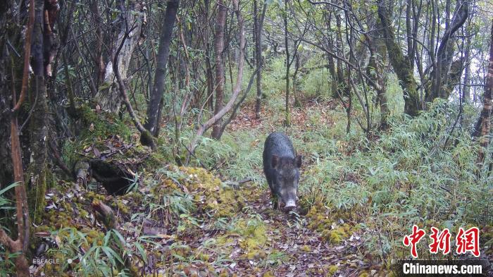 一頭野豬慢悠悠穿過(guò)樹(shù)林?！〈笮茇垏?guó)家公園大邑管護(hù)總站供圖