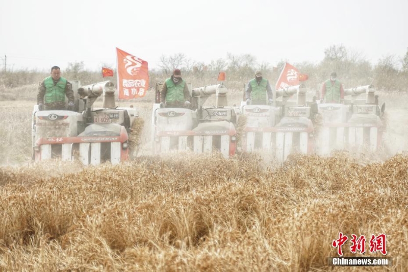 天津：袁隆平海水稻迎豐收