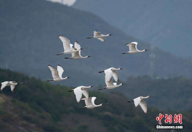 浙江象山迎來今冬首批“黑面舞者” 系世界級瀕危物種