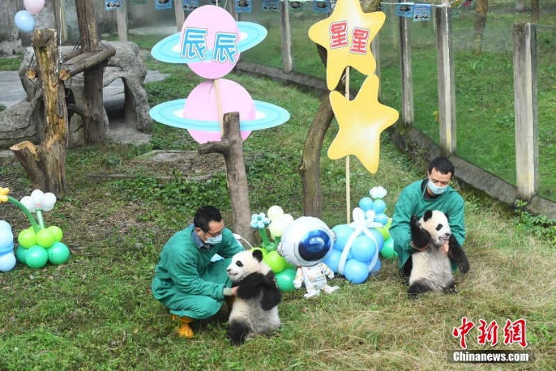 重慶動(dòng)物園一雙胞胎大熊貓命名亮相盡顯萌態(tài)