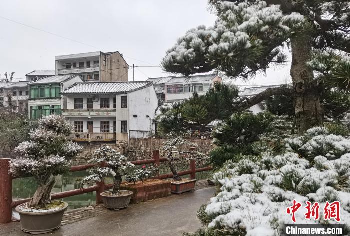 圖為：寧波奉化溪口鎮(zhèn)三十六灣村綠植上堆起雪花?！≡ǔ?通訊員) 攝