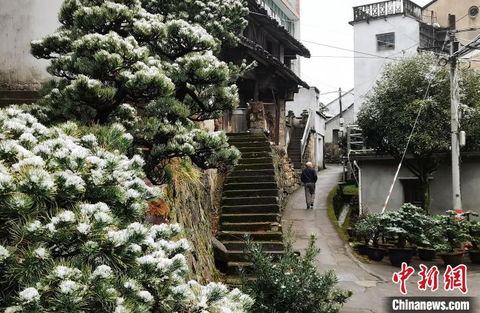 圖為：寧波奉化溪口鎮(zhèn)三十六灣村綠植上堆起雪花?！≡ǔ?通訊員) 攝