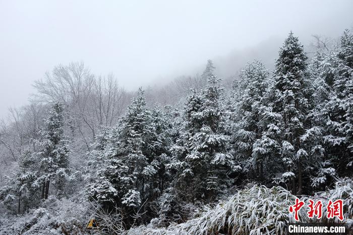 圖為：浙江金華北山迎來降雪?！堎?通訊員) 攝