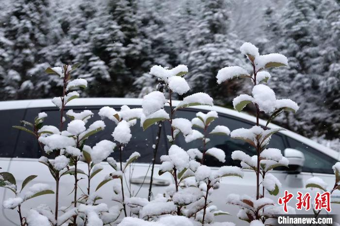 圖為：浙江金華北山的綠植樹葉上堆起皚皚白雪?！堎?通訊員) 攝