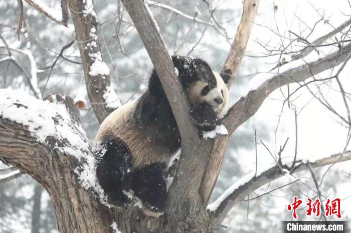 圖為大熊貓在雪中嬉戲。　西安秦嶺野生動物園供圖