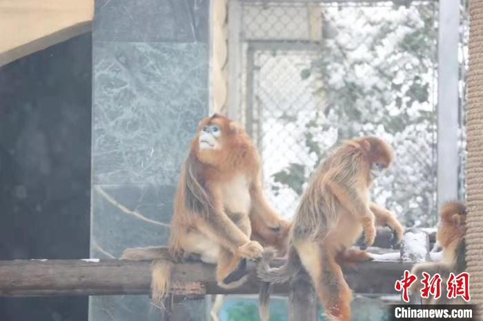 圖為金絲猴在雪中嬉戲?！∥靼睬貛X野生動物園供圖