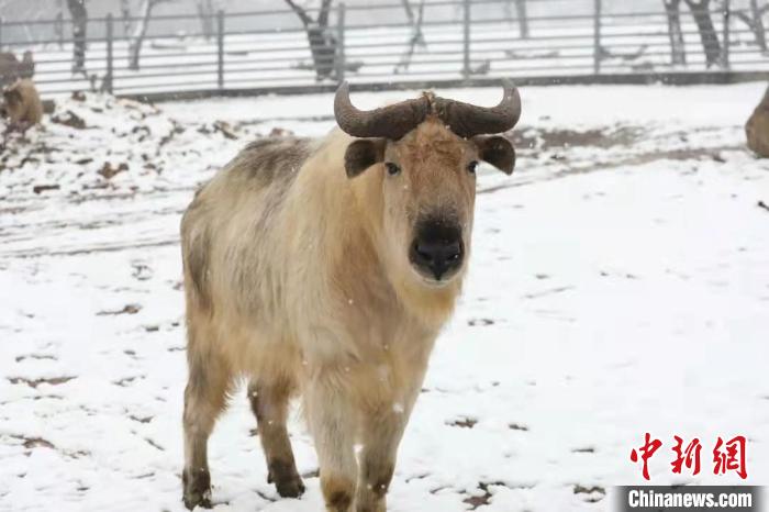 圖為羚牛在雪中“散步”?！∥靼睬貛X野生動物園供圖