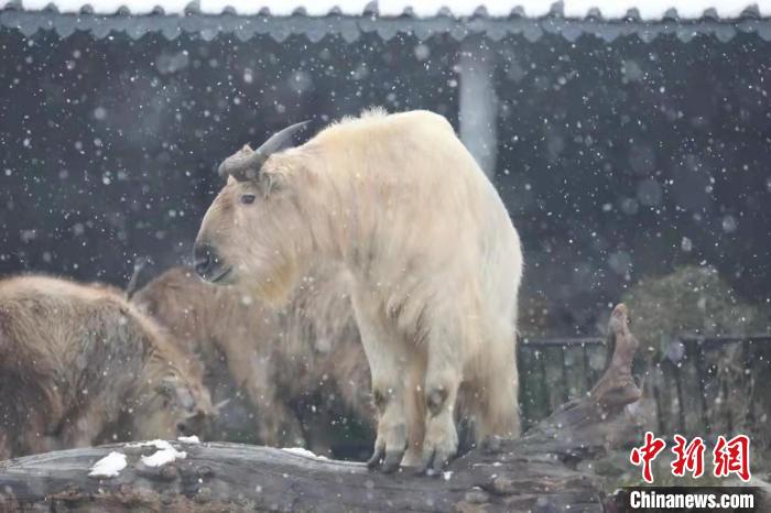 圖為羚牛在雪中“散步”?！∥靼睬貛X野生動物園供圖