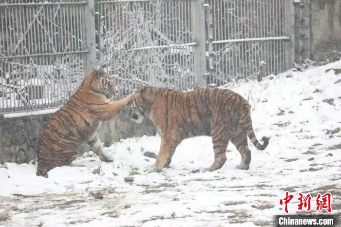 圖為東北虎在雪中嬉戲?！∥靼睬貛X野生動物園供圖