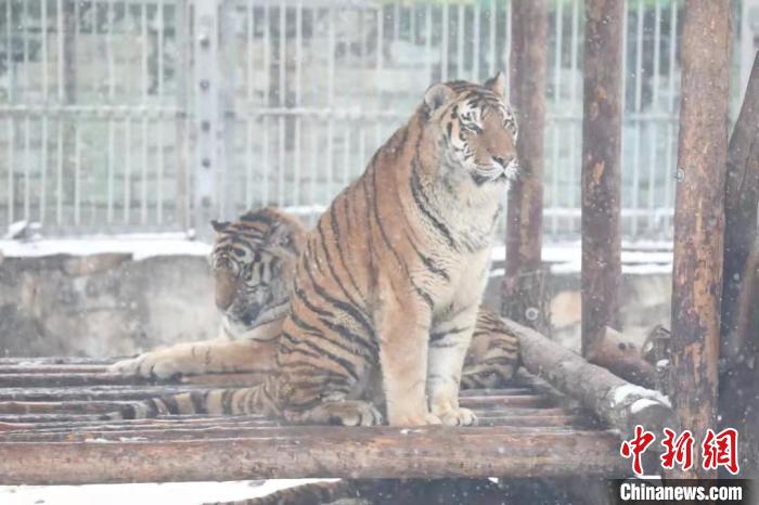 圖為東北虎在雪中嬉戲?！∥靼睬貛X野生動物園供圖