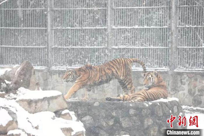 圖為東北虎在雪中嬉戲?！∥靼睬貛X野生動物園供圖