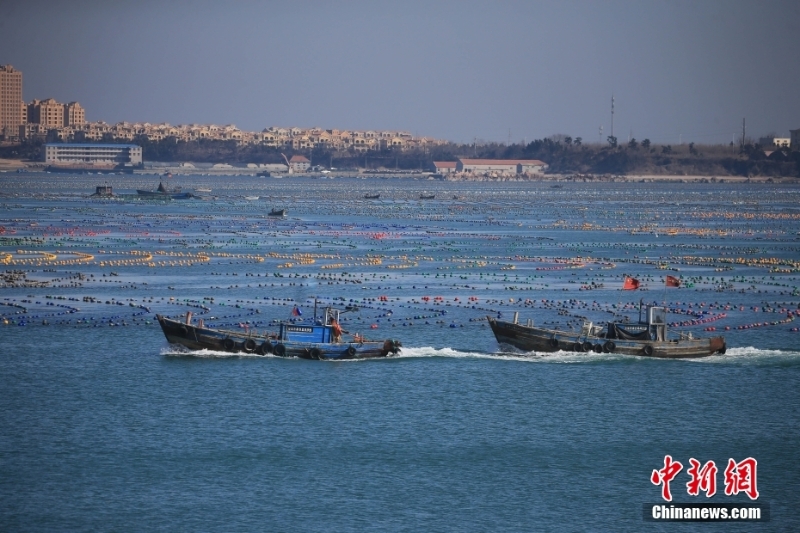 山東榮成：海上牧場春耕忙