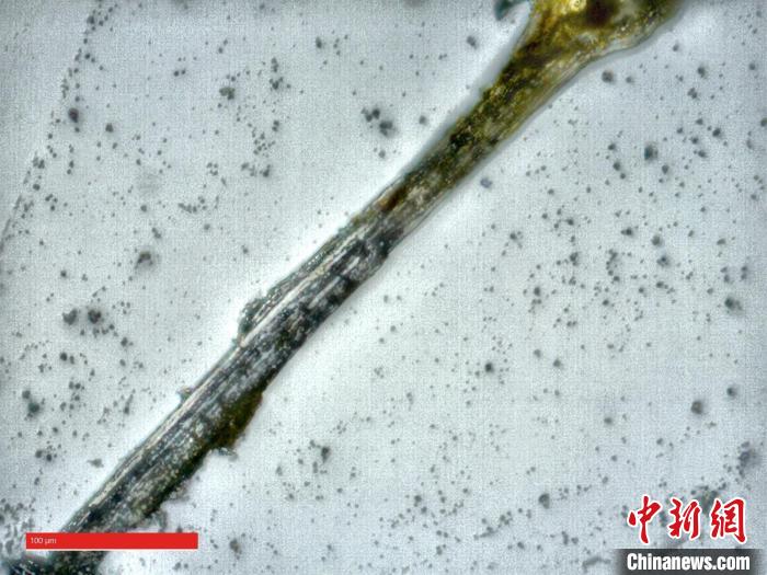 顯微樣品B顯微觀察(800倍)?！≈貞c市文物考古研究院 供圖