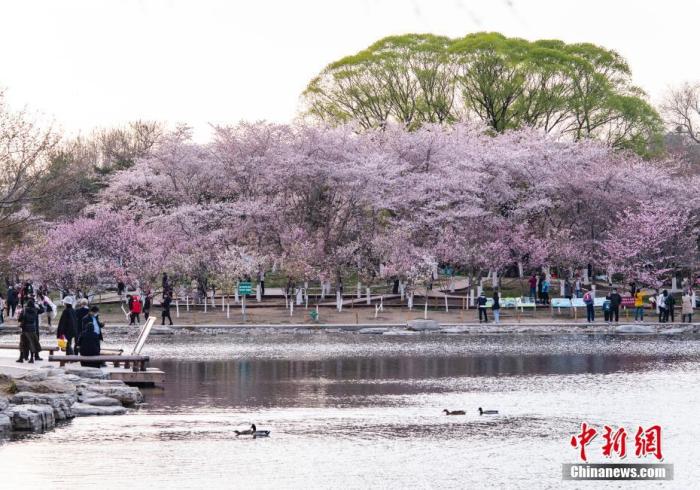 資料圖：北京玉淵潭公園春和景明，吸引游人流連花海。 <a target='_blank' href='/'>中新社</a>記者 侯宇 攝
