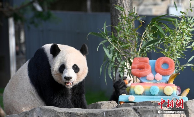 美國國家動物園慶祝大熊貓抵美50周年