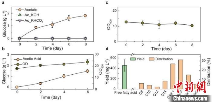 以乙酸鹽及乙酸為碳源合成葡萄糖及脂肪酸?！⊙芯繄F(tuán)隊(duì) 供圖