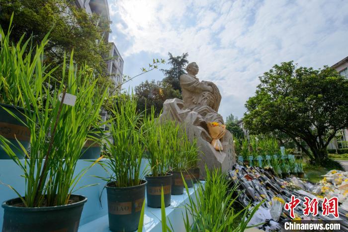 5月22日，在西南大學(xué)校園內(nèi)的袁隆平雕像被鮮花、水稻植株圍繞?！『闻罾?攝