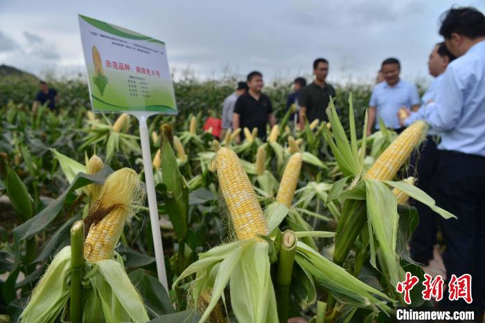 圖為驗收組成員在示范片對“閩雙色6號”玉米進(jìn)行現(xiàn)場品種鑒評。　張斌 攝