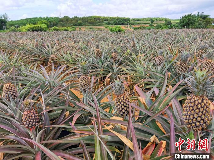 碩果累累的鳳梨田 李曉春 攝