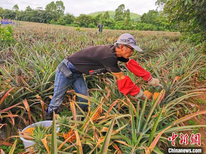 黃國禎根據(jù)客人的訂單要求采摘鳳梨 李曉春 攝