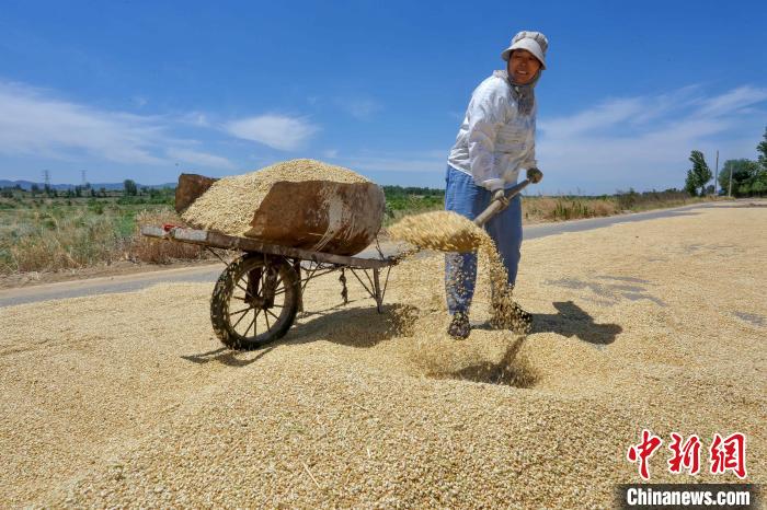 農(nóng)民及種糧大戶抓住晴好天氣，搶收搶種?！￡愱?yáng) 攝