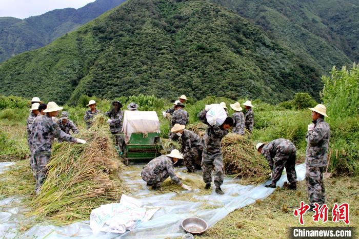 圖為官兵收割稻谷。　馬軍 攝