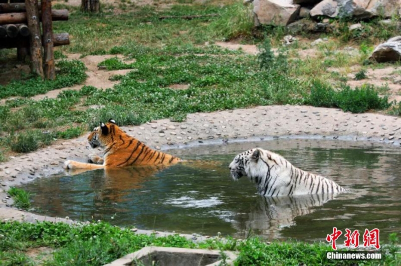 吃冰鎮(zhèn)西瓜、泡冷水澡 動物避暑有妙招