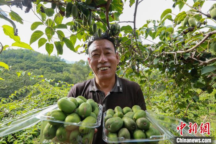 前南峪村果農(nóng)在展示新鮮采摘的軟棗獼猴桃?！堸i翔 攝