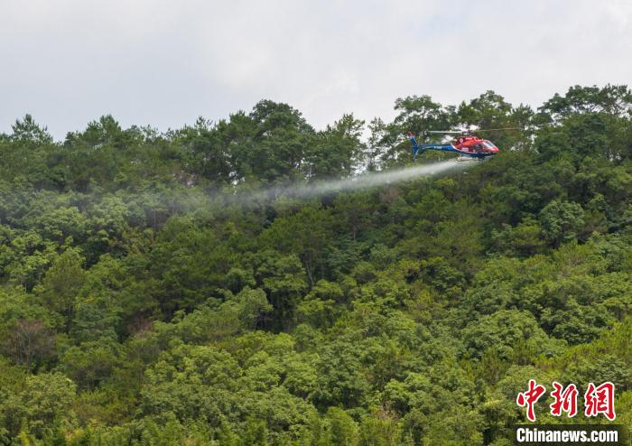 廣東森林飛防作業(yè)逾400萬(wàn)畝次全力防治松材線蟲(chóng)病