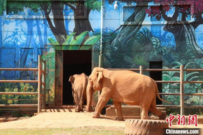 圖為亞洲象“莫莉”和象媽媽“莫坡”合籠成功。　昆明動(dòng)物園供圖