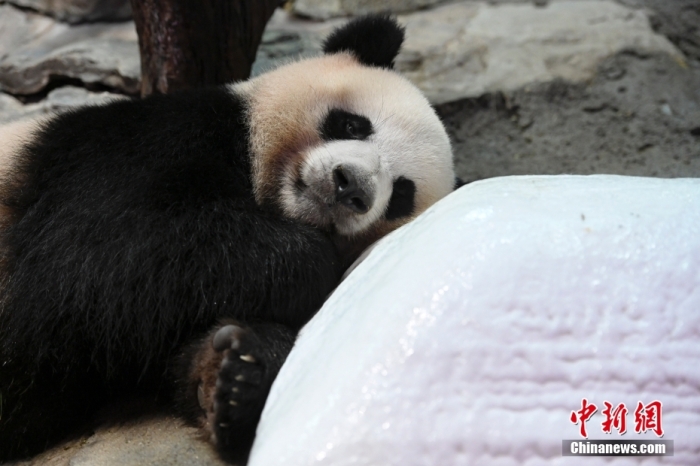 7月22日，廣東省廣州市持續(xù)高溫天氣，生活在長隆野生動物世界內(nèi)的大熊貓“婷仔”躺在冰塊旁消暑。 <a target='_blank' href='/'>中新社</a>記者 陳驥旻 攝　